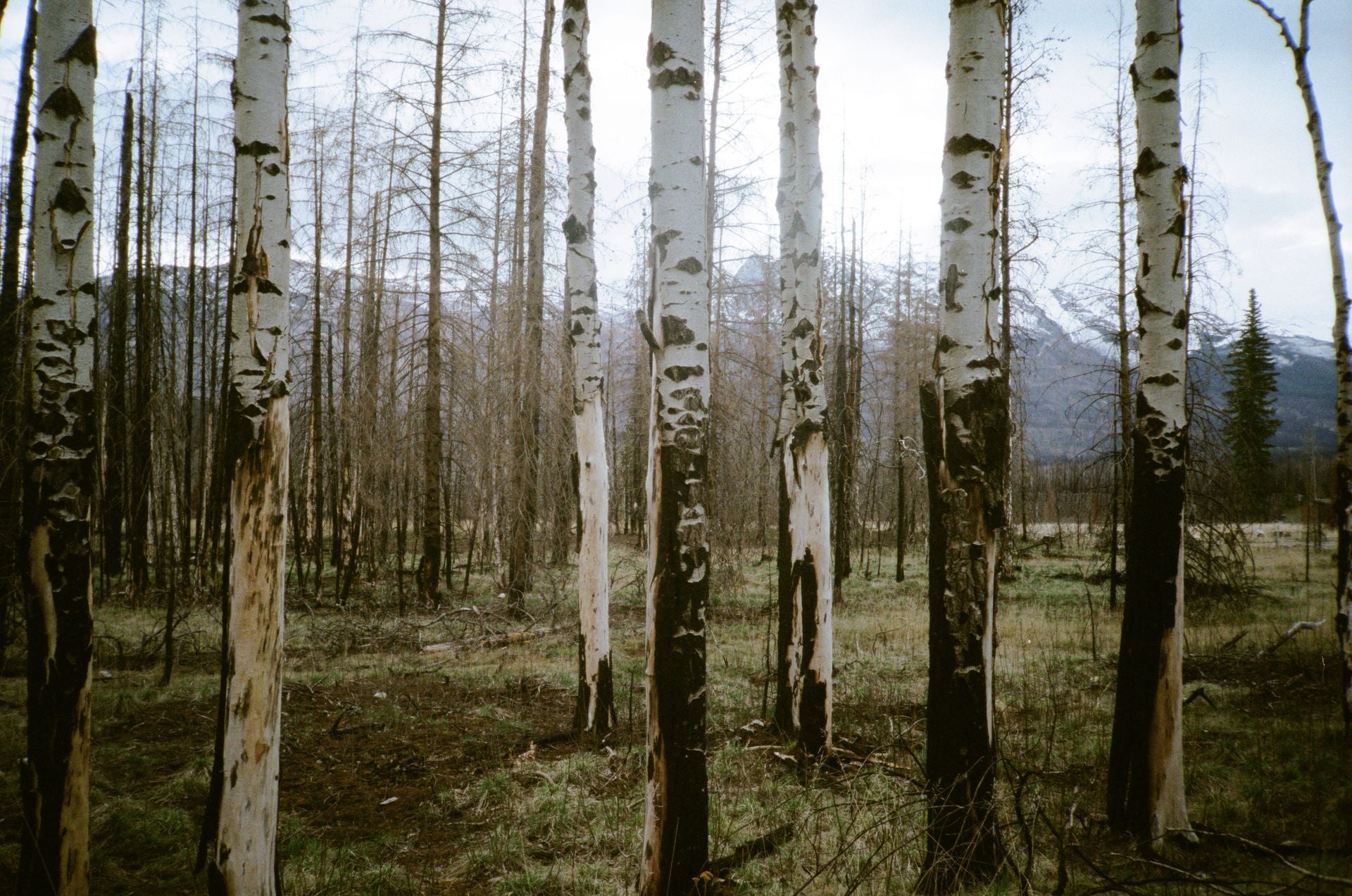 Slideshow Image 2